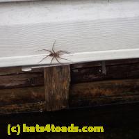 /home//u458753944/public_html/sourcegallery////Insects and small critters/spiders and kin (Arachnida)/P8140175.JPG